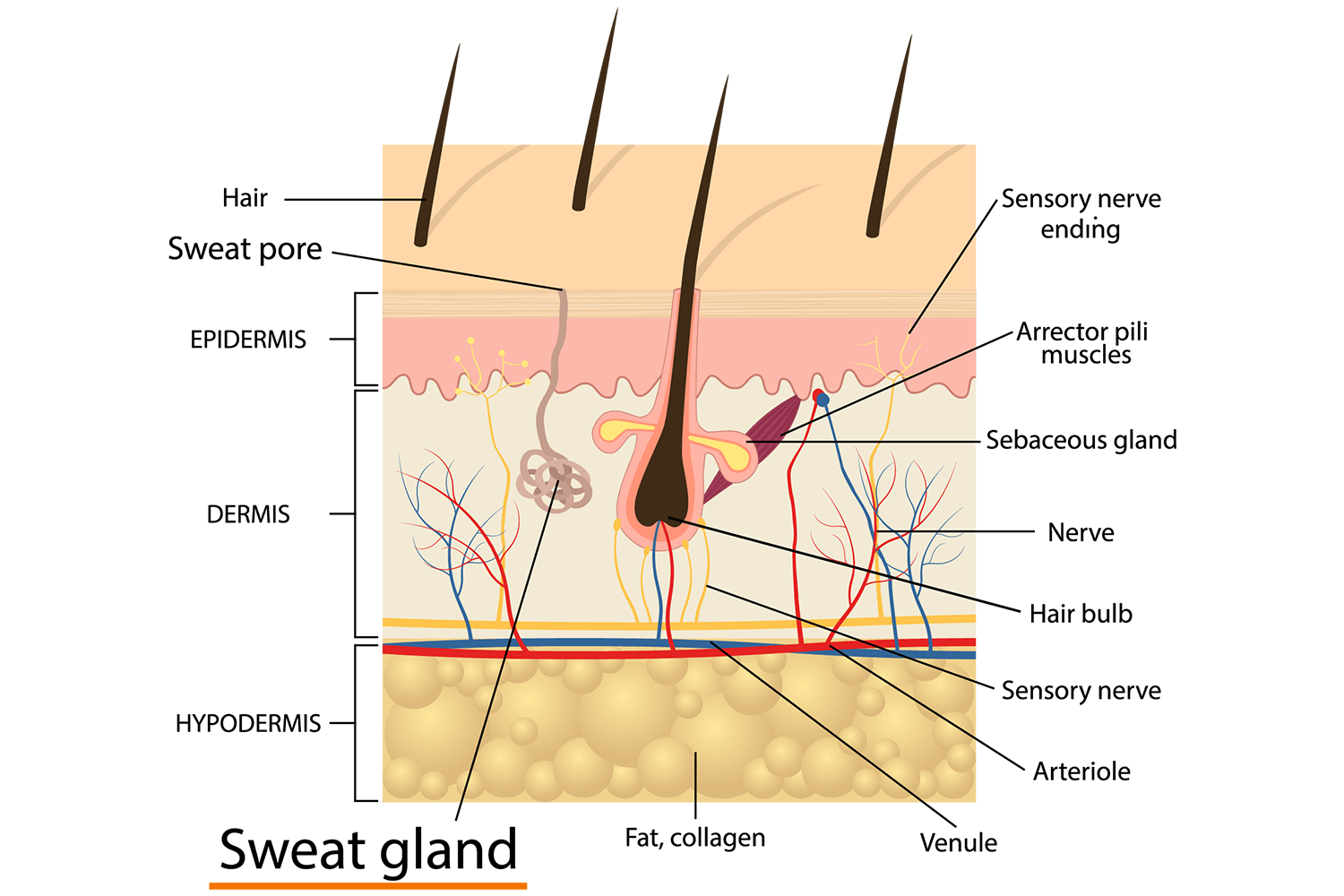 Electrical Skin Response Galvanic Skin Response (GSR)